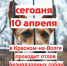 В Красном пройдёт отлов безнадзорных собак - KrasnoeNews.Ru